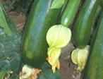 Image 02
